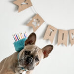 Slinger | Pawtytime