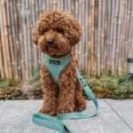 Tuigje │ Jessie