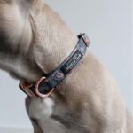 Halsband │ Frenkie