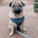 Tuigje │ Frenkie