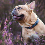 Halsband │ Frenkie