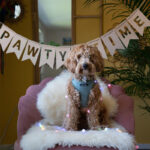 Slinger | Pawtytime