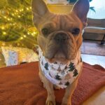 Bandana kerst – wit